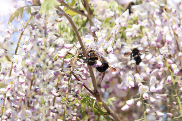 Pictured wisteria flowers and carpenter bee in spring time.