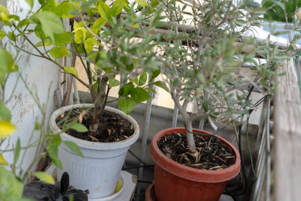 istock Potted indoor plants with flowers 1223501364