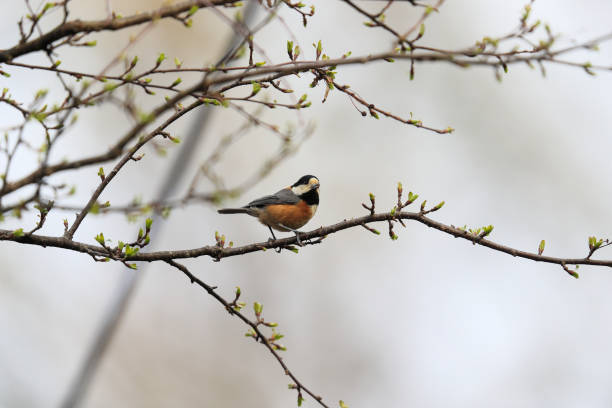 istock Varied tit on a branch of tree 1223501372