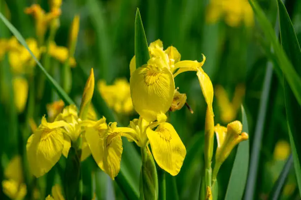 Iris pseudacorus bright yellow water flag flowers in bloom, beautiful flowering plant, green leaves