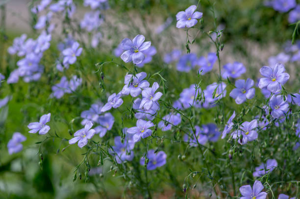 linum usitatissimum lniane kwitnące ozdobne rośliny ogrodowe, grupa pięknych niebieskich wspólnych kwiatów lnu w rozkwicie - common flax zdjęcia i obrazy z banku zdjęć