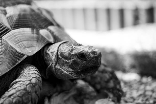 istock Turtle tortoise salad eating eat head black and white 1223502282