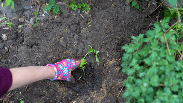 istock Planting plants in the garden 1223502417