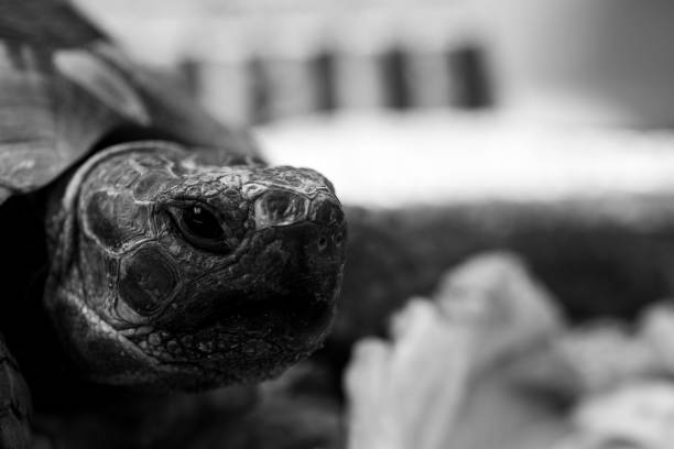 istock Turtle tortoise salad eating eat head black and white 1223502482