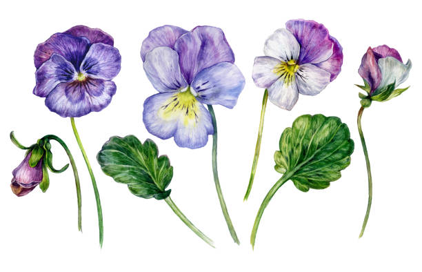 Ilustración de Colección De Acuarela De Violetas De Colores y más Vectores Libres de Derechos de Pintura de acuarela - Pintura de acuarela, Púrpura, Pensamiento - Flor - iStock Ilustración de Colección De Acuarela De Violetas De Colores y más Vectores Libres de Derechos de Pintura de acuarela - Pintura de acuarela, Púrpura, Pensamiento - Flor - iStock