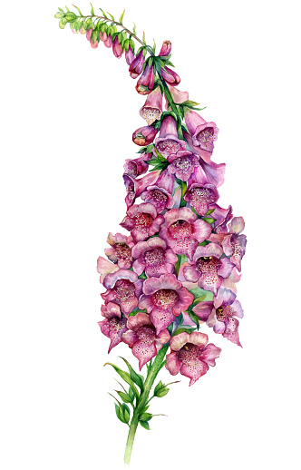 Watercolor Detailed Illustration of Foxglove Isolated on White. Vintage Style Botanical Art of Digitalis Purpurea Flower. Close-up of Spring and Summer Season Blooming Purple and Pink Inflorescence.