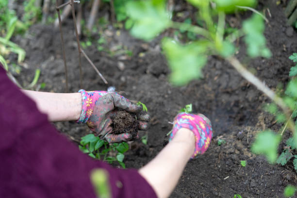 istock Planting plants in the garden 1223503577
