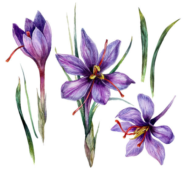 акварель иллюстрация шафрана цветы - crocus stock illustrations