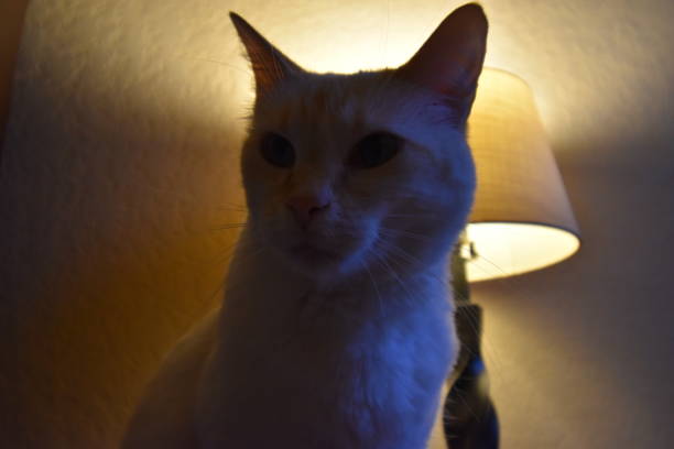 istock My Flame Point Siamese Cat With Blue Eyes 1223503645