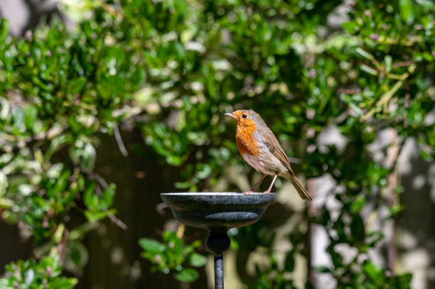 istock Wild robin, erithacus rubecula, perched on suet garden bird feeder 1223503673