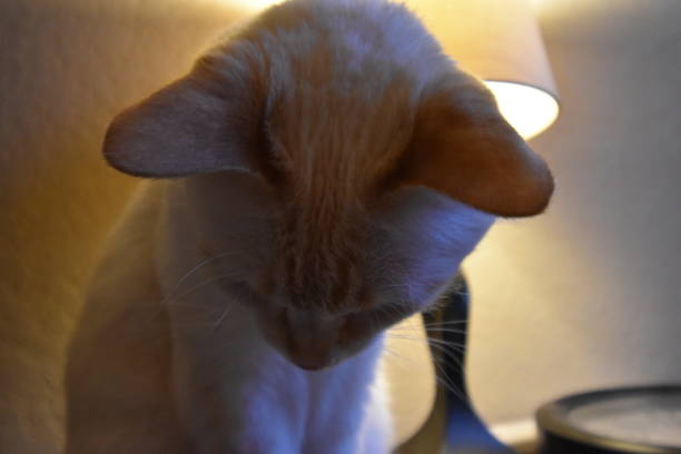 istock My Flame Point Siamese Cat With Blue Eyes 1223503697