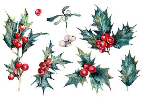Watercolor Collection of Drawn Holly Plant Isolated on White. Christmas Evergreen Tree with Red Berries and Green Glossy Leaves. Winter Festive Natural Decoration. Botanical Illustration of Holly.