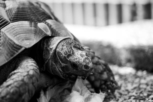 istock Turtle tortoise salad eating eat head black and white 1223503786