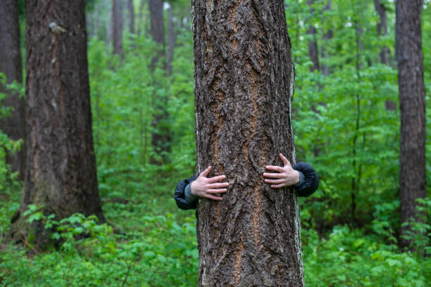istock A person behind a tree in the forest 1223503815