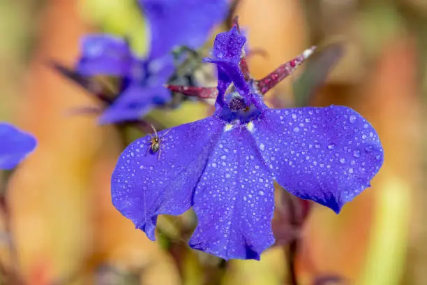 Macro shot of edging lobelia (lobelia erinus) flowers covered in water droplets