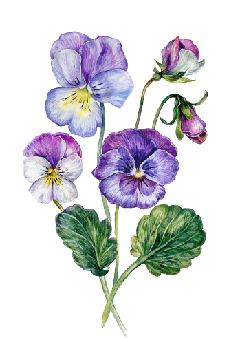 Watercolor Floral Collection of Colorful Violets. Realistic Botanical Illustration of Light Purple, Pink and Blue Violets Blossoms and Buds Isolated on White. Vintage Style Pansy Flowers.