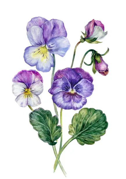 Vector illustration of Watercolor Collection of Colorful Violets