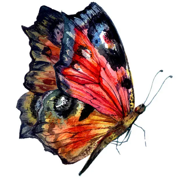 Vector illustration of Watercolor Illustration of Peacock Butterfly