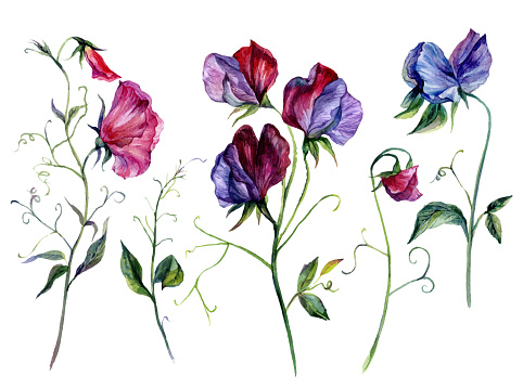 Hand-drawn Watercolor Collection of Sweet Pea Flowers. Botanical Floral Illustration of Lathyrus Odoratus in Vintage Style Isolated on White Background.