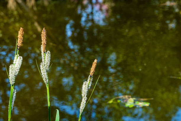 Blooming sedge 'Carex Nigra' (Carex melanostachya) Black or regular sedge on blurry background of mirror surface of pond. Selective focus. Close-up. Nature concept for spring design. Blooming sedge 'Carex Nigra' (Carex melanostachya) Black or regular sedge on blurry background of mirror surface of pond. Selective focus. Close-up. Nature concept for spring design. carex nigra stock pictures, royalty-free photos & images