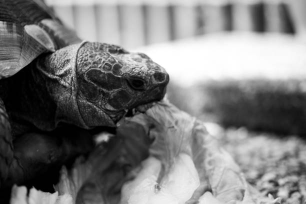 istock Turtle tortoise salad eating eat head black and white 1223505139