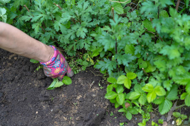 istock Man plants plants in the garden 1223505254