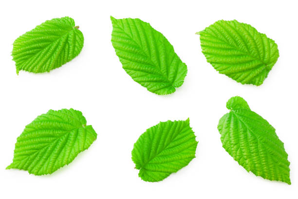 istock hazelnut leaves isolated on a white background. top view 1223505300