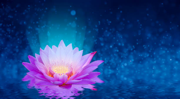 istock lotus Pink light purple floating light sparkle purple background 1223505679