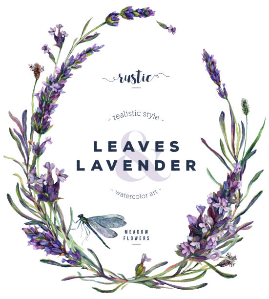 수채화 라벤더와 잠자리 꽃 화환 - lavender lavender coloured bouquet flower stock illustrations