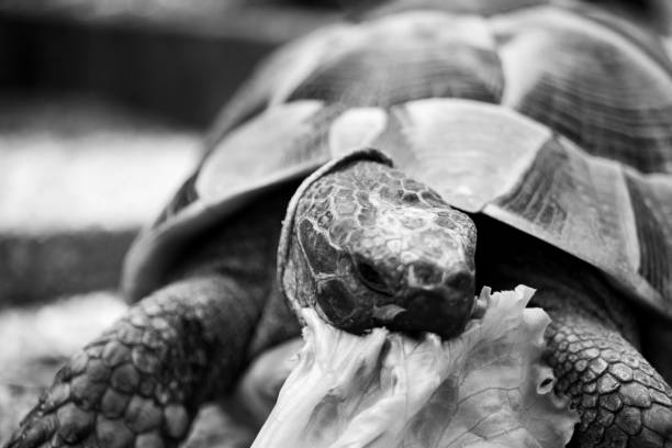 istock Turtle tortoise salad eating eat head black and white 1223505774