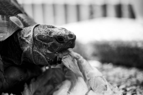 istock Turtle tortoise salad eating eat head black and white 1223506403