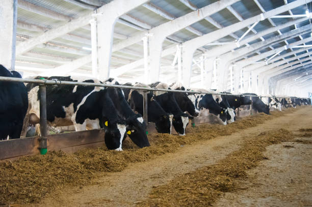 istock Cows in a farm. Dairy cows 1223506488