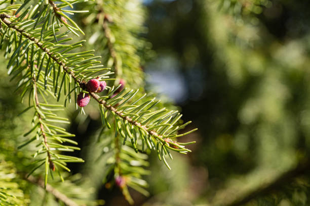 close-up of young purple male cones on pine branch of picea omorika on blurry dark green background. selective focus. evergreen landscaped garden. sunny day in spring garden. nature concept for design. - growth new evergreen tree pine tree imagens e fotografias de stock