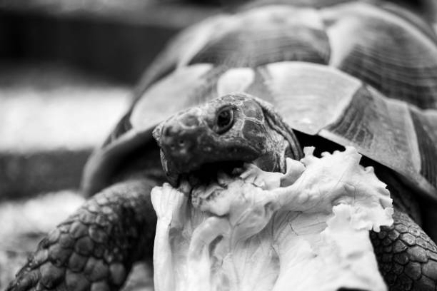 istock Turtle tortoise salad eating eat head black and white 1223506807