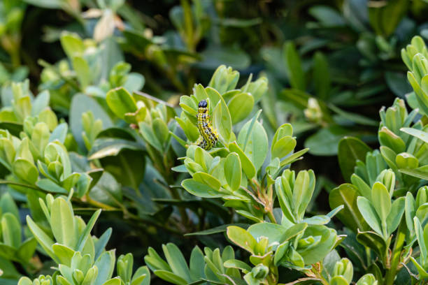 cydalima perspectalis es la plaga de madera de caja más grande. primer plano de la oruga box moth, perspectalis de cydalima en hojas verdes jóvenes. especies invasoras en europa. la mejor plaga de jardín. - branch caterpillar animal hair insect fotografías e imágenes de stock