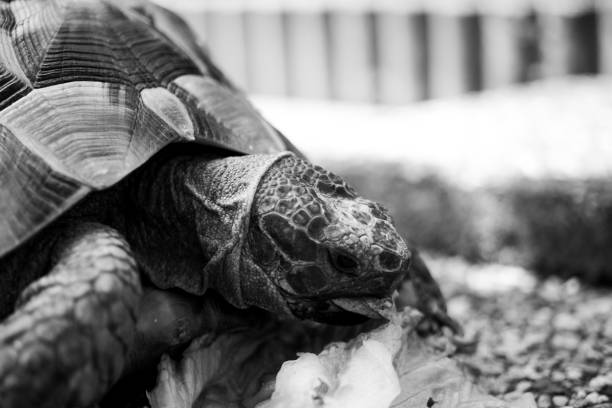 istock Turtle tortoise salad eating eat head black and white 1223506946