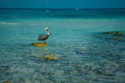 Pelican stands on a stone among the azure sea. Blue water color