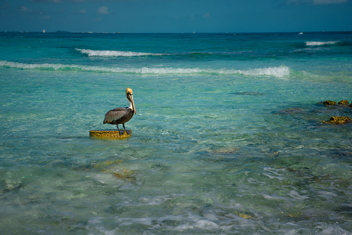 Pelican stands on a stone among the azure sea. Blue water color
