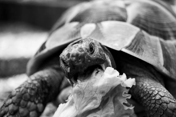 istock Turtle tortoise salad eating eat head black and white 1223507584