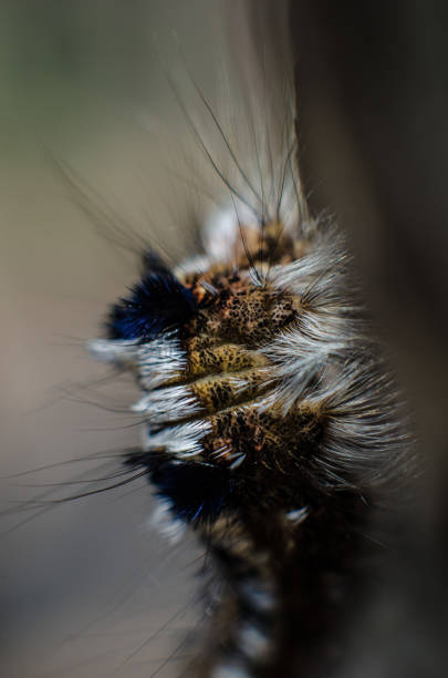 istock Milkweed Tussock Moth Caterpillar. 1223507706