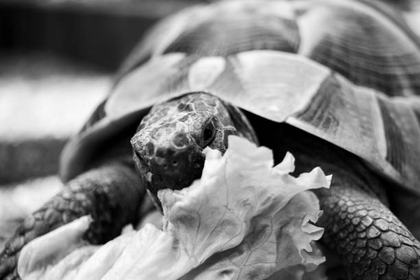 istock Turtle tortoise salad eating eat head black and white 1223507731