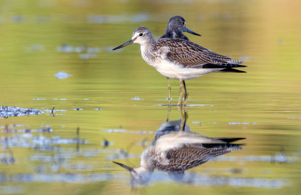 istock Common Greenshank (Tringa nebularia) in the wild. 1223510578