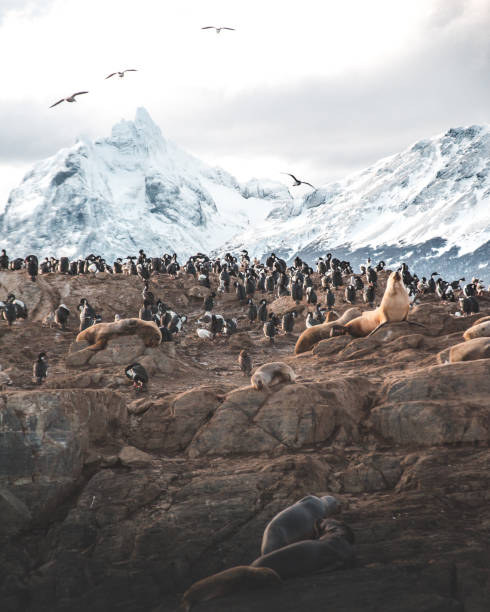 istock Seals and birds playing with mountains in the background 1223510642