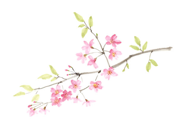 istock Ink painting illustration of sakura. 1223510760