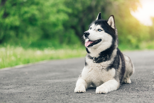 Portrait of adorable Siberian Husky dog lying on path in the park at sunset with copy space. Black and white Siberian husky with blue eyes. Pet dog.