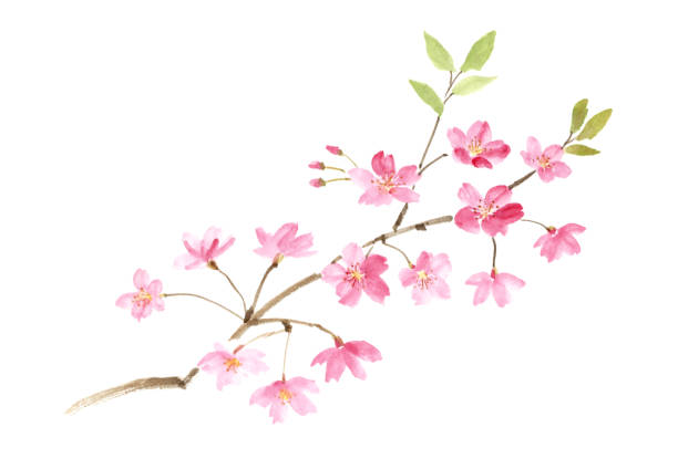 istock Ink painting illustration of sakura. 1223511890