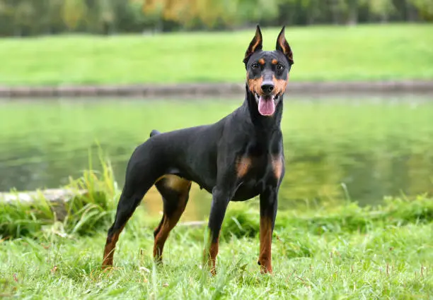 Beautiful tan-and-black German Pinscher sitting on a river bank background