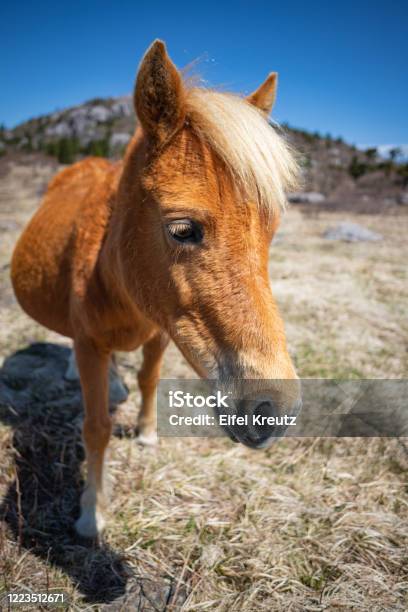 Wild Highland Ponies At Mount Rogers Virginia Stock Photo - Download Image Now - Abingdon - Virginia, Adventure, Agricultural Field
