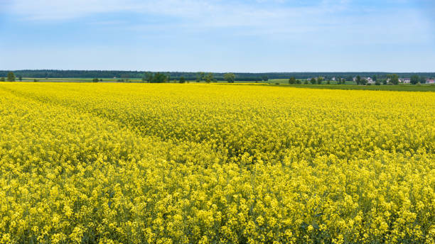 istock Field of blooming rapeseed 1223513031