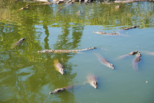 Young saltwater crocodiles swimming in pond in the tropical Northern Territory of Australia